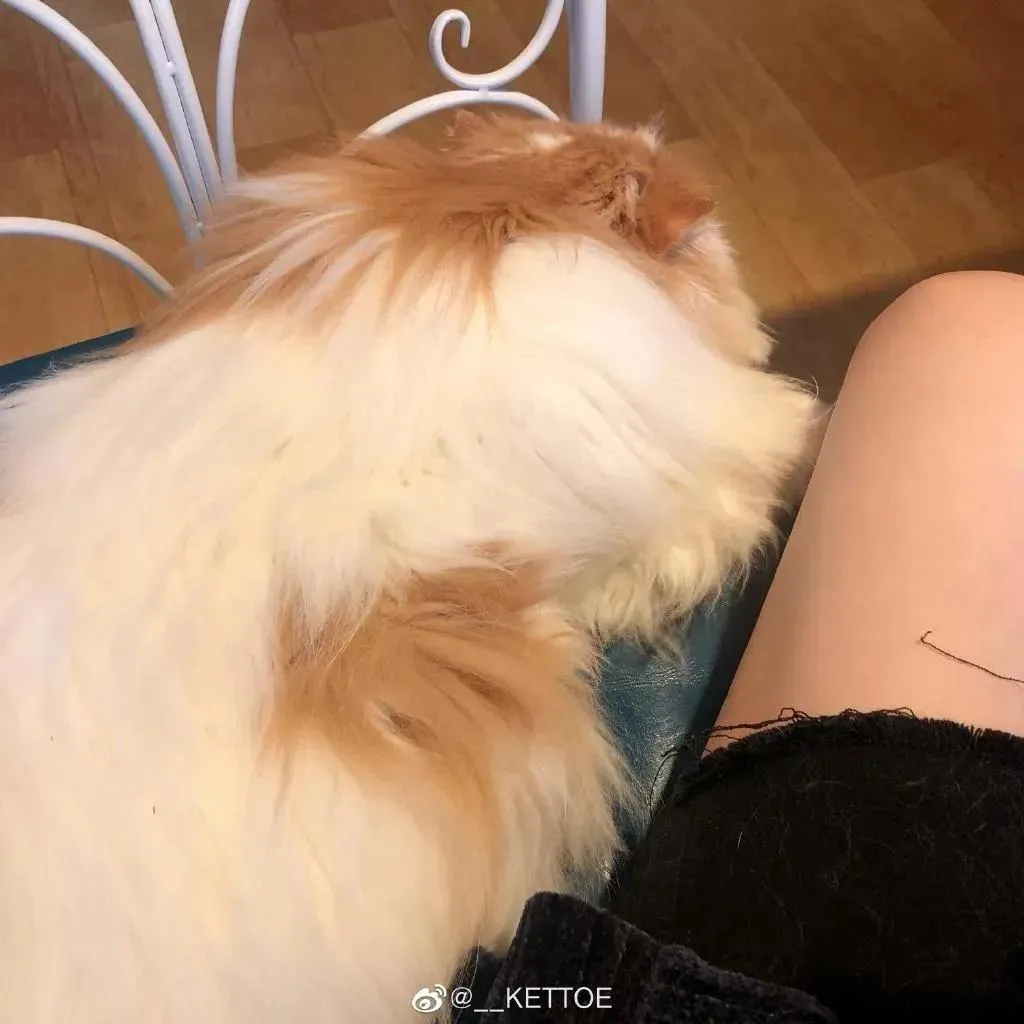 Kettoe – NO.01 微博配图[2][21] [58P]插图6